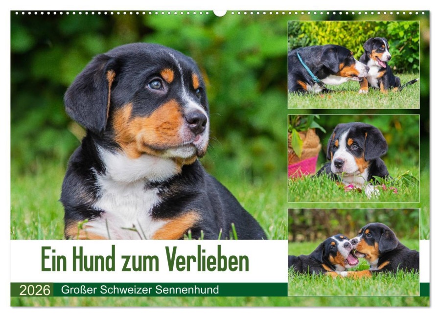 Ein Hund zum Verlieben - Großer Schweizer Sennenhund (Wandkalender 2026 DIN A2 quer), CALVENDO Monatskalender - 