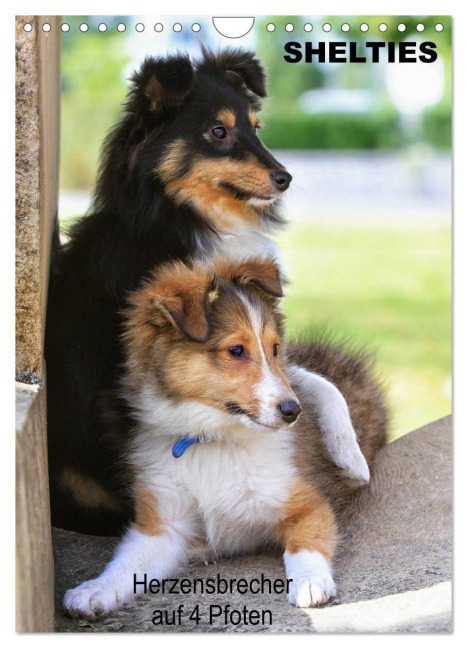 SHELTIES Herzensbrecher auf 4 Pfoten (Wandkalender 2026 DIN A4 hoch), CALVENDO Monatskalender - Marion Reiß-Seibert