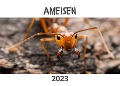 Ameisen - Bibi Hübsch