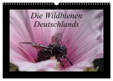 Die Wildbienen Deutschlands (Wandkalender 2025 DIN A3 quer), CALVENDO Monatskalender - Jeroen Everaars