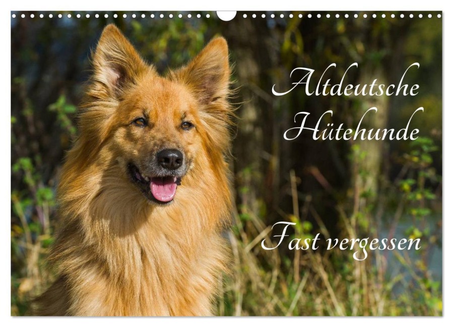 Altdeutsche Hütehunde - Fast vergessen (Wandkalender 2026 DIN A3 quer), CALVENDO Monatskalender - Sigrid Starick