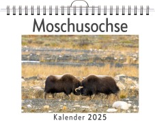 Cover-Bild zum Titel 'Moschusochse' von 'Aaron Wolf'