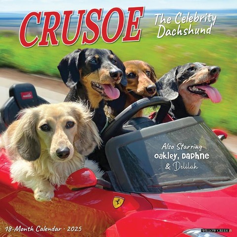 Crusoe the Celebrity Dachshund 2025 12 X 12 Wall Calendar - 