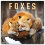 Cover-Bild zum Titel 'Foxes - Füchse 2027 - Wand-Kalender' von 'Carousel Calendar'