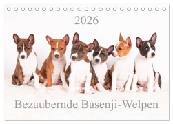 Bezaubernde Basenji-Welpen (Tischkalender 2026 DIN A5 quer), CALVENDO Monatskalender - Angelika Joswig