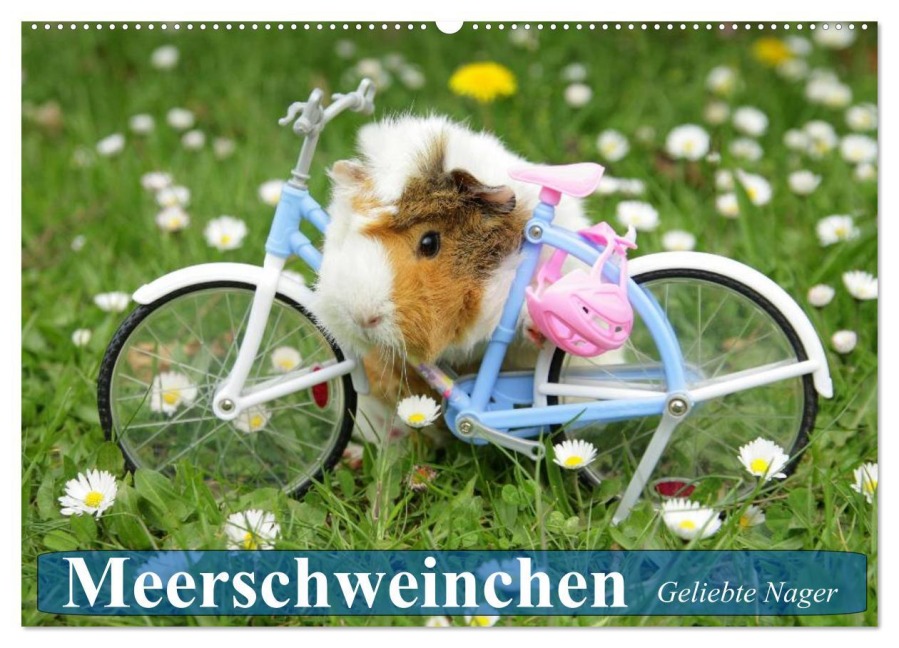 Meerschweinchen. Geliebte Nager (Wandkalender 2026 DIN A2 quer), CALVENDO Monatskalender - Elisabeth Stanzer