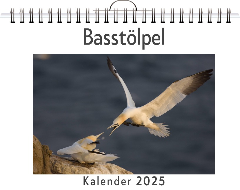 Basstölpel - Nora Schubert
