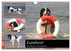 Landseer - Das Wasser ist ihr Element (Wandkalender 2025 DIN A4 quer), CALVENDO Monatskalender - Barbara Mielewczyk Und Brigitte Weil