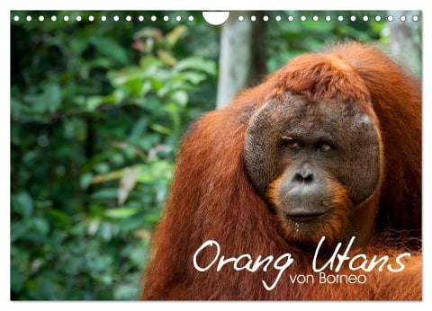 Orang Utans von Borneo Tierkalender 2025 (Wandkalender 2025 DIN A4 quer), CALVENDO Monatskalender - Attila Arndt