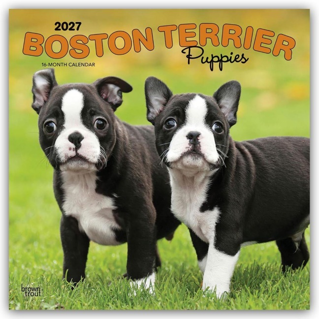 Boston Terrier Puppies - Boston Terrier Welpen 2027 - 16-Monatskalender - Browntrout Publishers