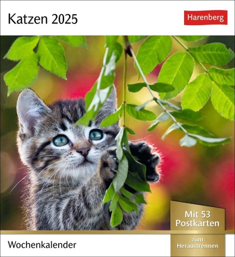 Katzen Postkartenkalender 2025 - Wochenkalender mit 53 Postkarten - 