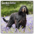 Gordon Setter 2025 - 16-Monatskalender - Avonside Publishing Ltd