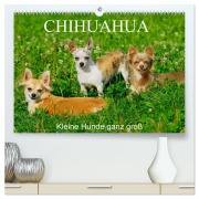Chihuahua - Kleine Hunde ganz groß (hochwertiger Premium Wandkalender 2026 DIN A2 quer), Kunstdruck in Hochglanz - Sigrid Starick