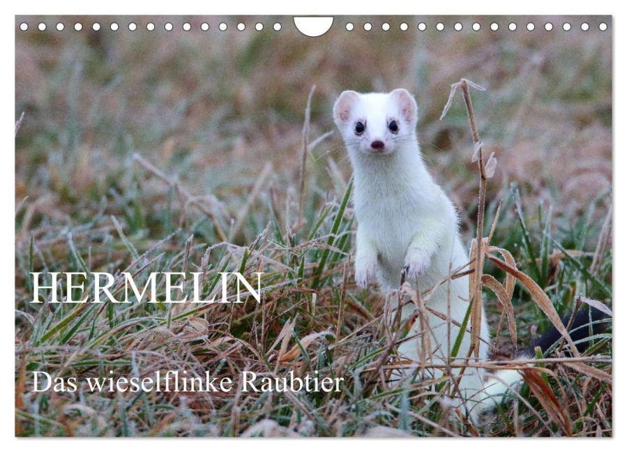 Hermelin - das wieselflinke Raubtier (Wandkalender 2026 DIN A4 quer), CALVENDO Monatskalender - Günter Bachmeier