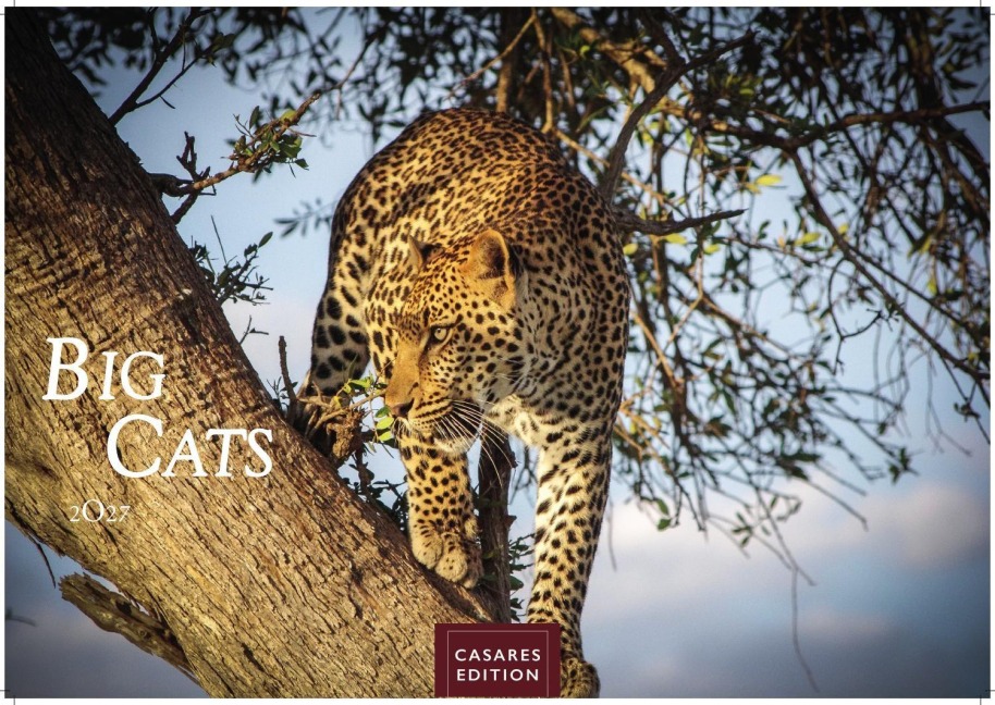 Big Cats Kalender 2027 - Wandkalender | Fotokalender Tierkalender 35x50cm - Wunderschöner Großkatzen-. mit beeindruckenden Fotos von Tiger| Löwen | Jaguar | Gepard | Luchs | Puma. - 