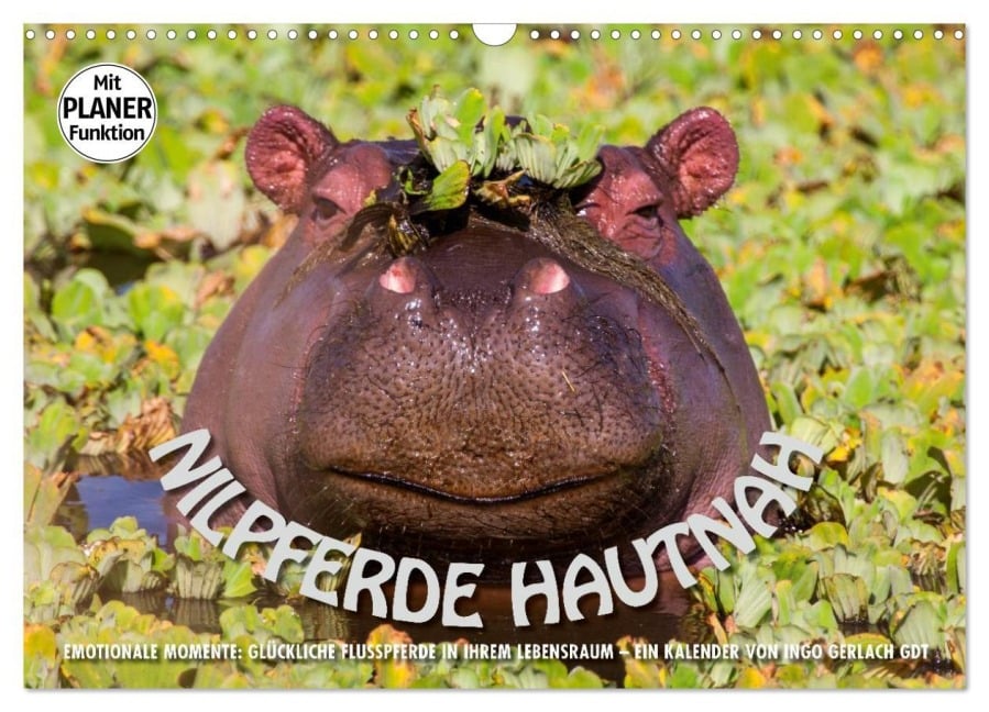 Emotionale Momente: Nilpferde hautnah (Wandkalender 2026 DIN A3 quer), CALVENDO Monatskalender - Ingo Gerlach GDT