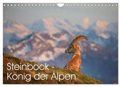 Cover-Bild zum Titel 'Steinbock - König der Alpen (Wandkalender 2026 DIN A4 quer), CALVENDO Monatskalender' von 'David Oberholzer - www. davidoberholzer. ch'
