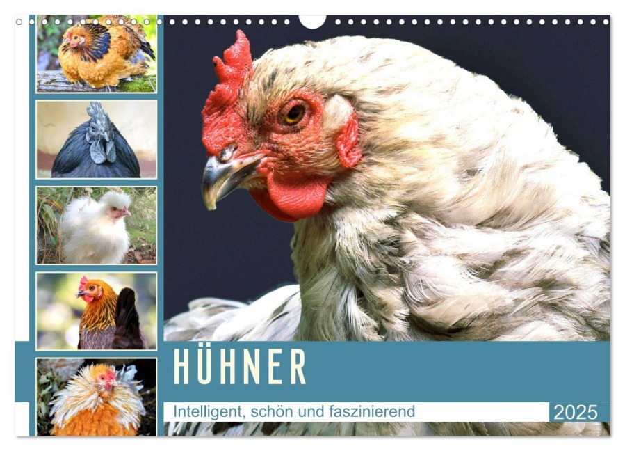 Hühner. Intelligent, schön und faszinierend (Wandkalender 2025 DIN A3 quer), CALVENDO Monatskalender - Rose Hurley