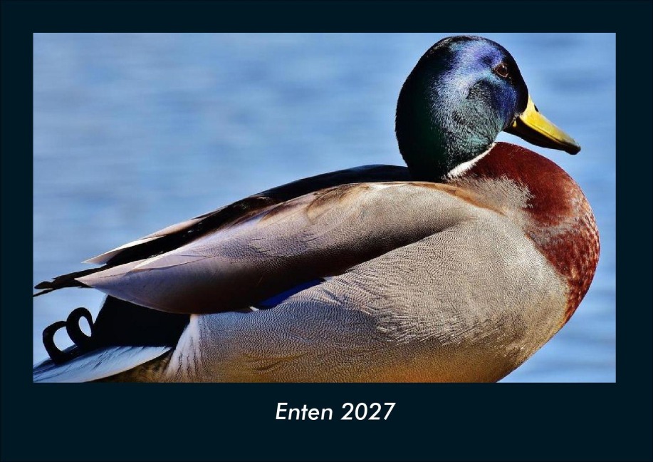 Enten 2027 Fotokalender DIN A4 - Tobias Schmitt, Kevin Heber