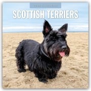 Scottish Terrier - Scotchterrier 2026 - 16-Monatskalender - Robin Red