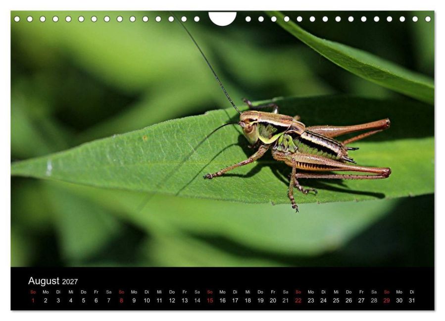 InsideView 13