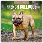 French Bulldogs - Französische Bulldoggen 2026 - 16-Monatskalender - Robin Red
