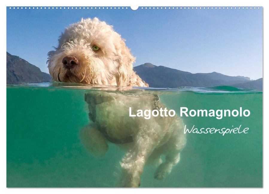 Lagotto Romagnolo - Wasserspiele (Wandkalender 2025 DIN A2 quer), CALVENDO Monatskalender - Wuffclick-Pic Wuffclick-Pic