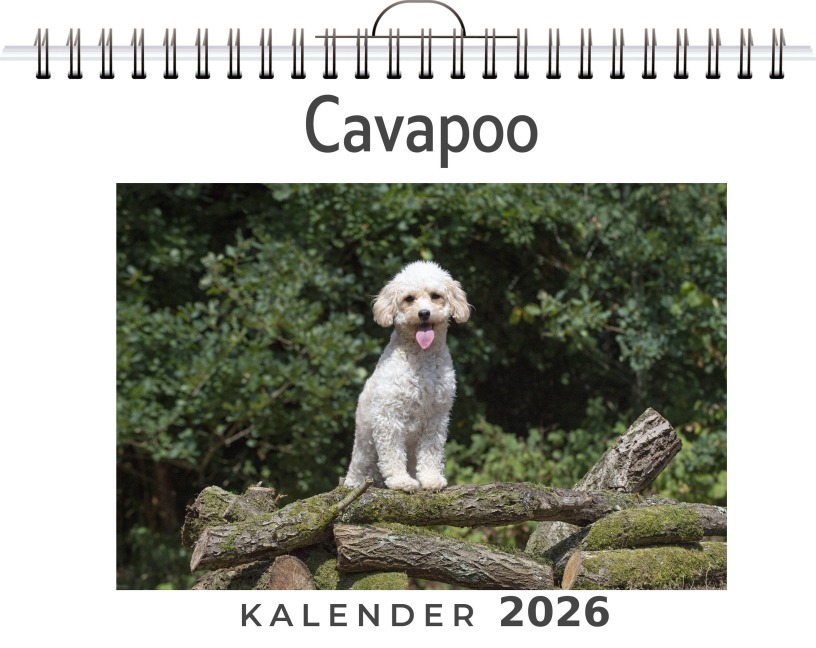 Cavapoo - Matteo Schröder