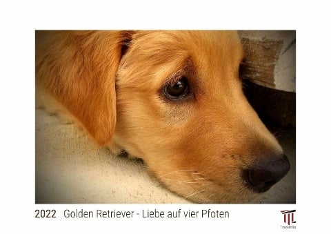 Golden Retriever - Liebe auf vier Pfoten 2022 - White Edition - Timokrates Kalender, Wandkalender, Bildkalender - DIN A4 (ca. 30 x 21 cm) - 