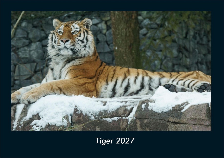 Tiger 2027 Fotokalender DIN A4 - Tobias Schmitt, Kevin Heber