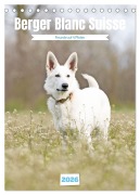 Berger Blanc Suisse - Freunde auf 4 Pfoten (Tischkalender 2026 DIN A5 hoch), CALVENDO Monatskalender - Andrea Potratz