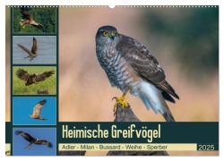 Heimische GREIFVÖGEL Adler Milan Bussard Weihe Sperber (Wandkalender 2025 DIN A2 quer), CALVENDO Monatskalender - Arne Wünsche