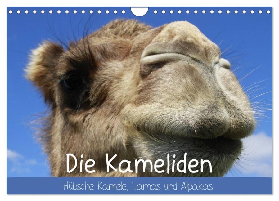 Die Kameliden. Hübsche Kamele, Lamas und Alpakas (Wandkalender 2025 DIN A4 quer), CALVENDO Monatskalender - Elisabeth Stanzer