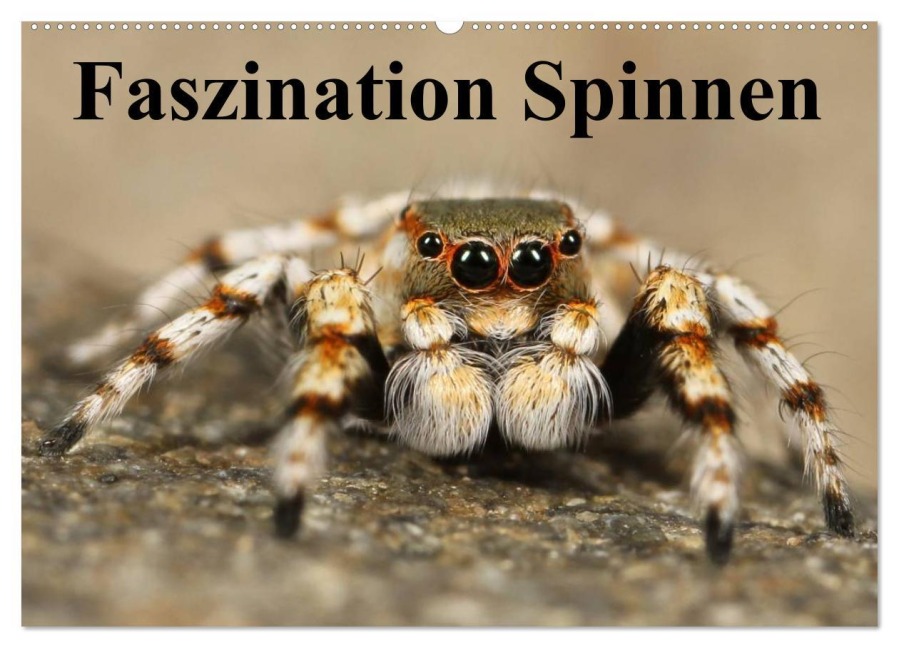 Faszination Spinnen (Wandkalender 2026 DIN A2 quer), CALVENDO Monatskalender - Elisabeth Stanzer