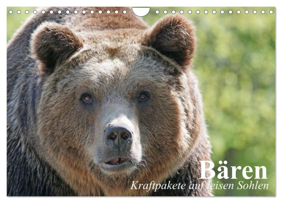 Bären. Kraftpakete auf leisen Sohlen (Wandkalender 2025 DIN A4 quer), CALVENDO Monatskalender - Elisabeth Stanzer