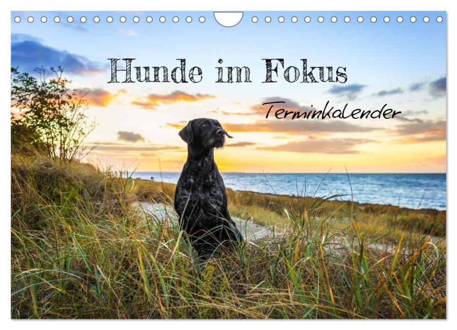 Hunde im Fokus (Wandkalender 2026 DIN A4 quer), CALVENDO Monatskalender - Bc Tierfotografie Bianca Clemens