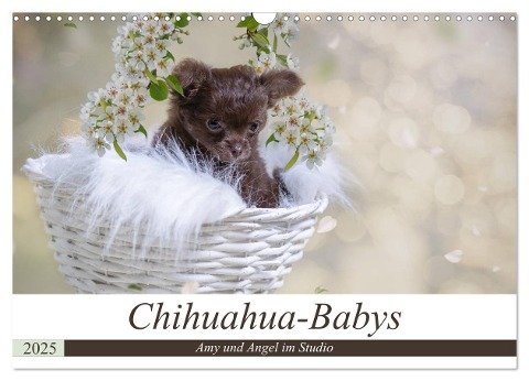 Chihuahua-Babys - Amy und Angel im Studio (Wandkalender 2025 DIN A3 quer), CALVENDO Monatskalender - Sonja Teßen