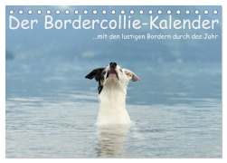 Der Bordercollie-Kalender (Tischkalender 2026 DIN A5 quer), CALVENDO Monatskalender - Kathrin Köntopp