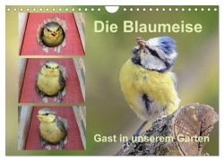 Cover-Bild zum Titel 'Die Blaumeise, Gast in unserem Garten (Wandkalender 2026 DIN A4 quer), CALVENDO Monatskalender' von 'Rufotos Rufotos'