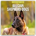 Belgian Shepherd - Belgischer Schäferhund 2025 - 16-Monatskalender - 