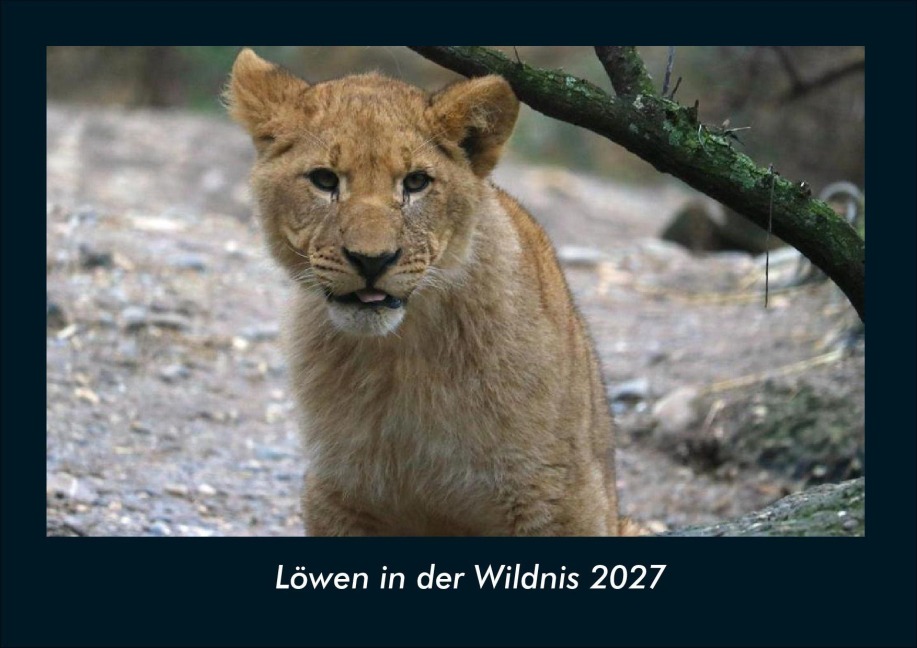 Löwen in der Wildnis 2027 Fotokalender DIN A4 - Kevin Heber, Tobias Schmitt