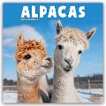 Alpacas - Alpakas 2025 - 16-Monatskalender - Avonside Publishing Ltd