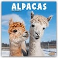 Alpacas - Alpakas 2025 - 16-Monatskalender - Avonside Publishing Ltd