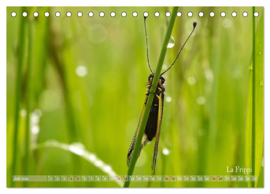 InsideView 12