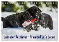 Labrador Retriever - Freunde für¿s Leben (Tischkalender 2024 DIN A5 quer), CALVENDO Monatskalender - Sigrid Starick