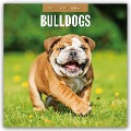 Bulldogs - Bulldoggen 2025 - 16-Monatskalender - 