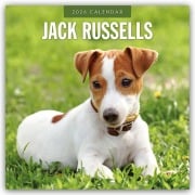 Jack Russells - Jack Russell Terrier 2026 - 16-Monatskalender - Robin Red