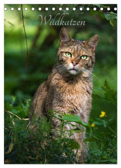 Wildkatzen - scheue Jäger (Tischkalender 2026 DIN A5 hoch), CALVENDO Monatskalender - Cloudtail The Snow Leopard