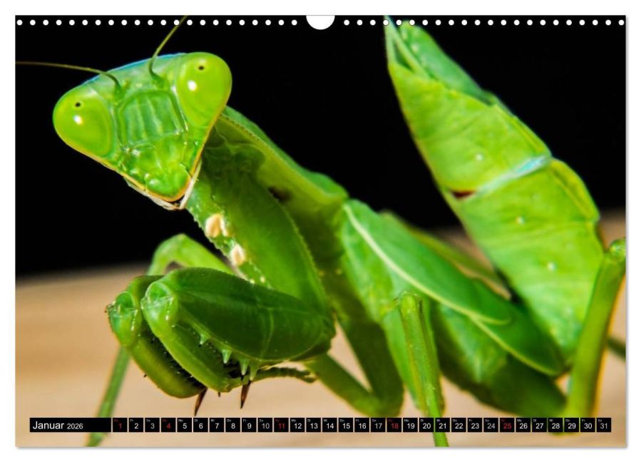 InsideView 6