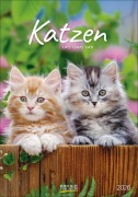 Katzen 2026 - 